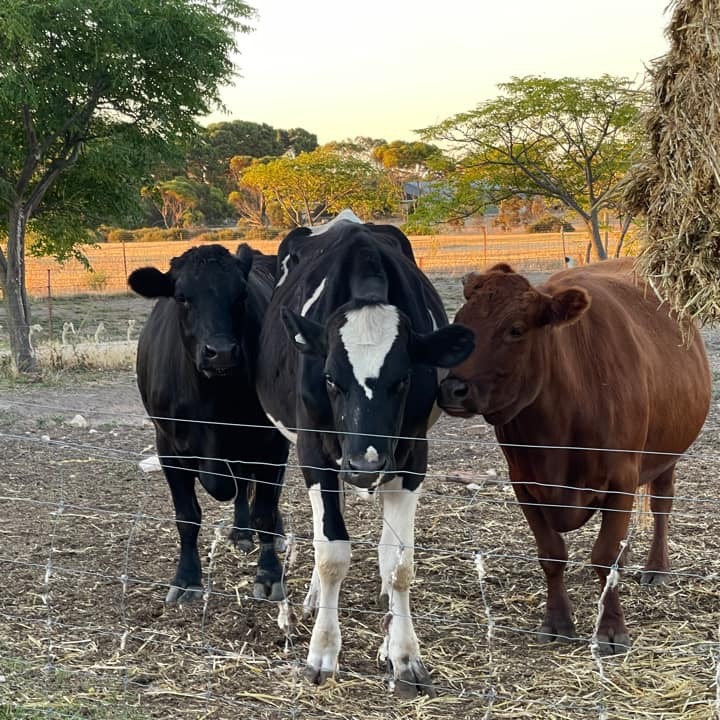 Say Hello to the Cows